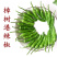 樟树港辣椒