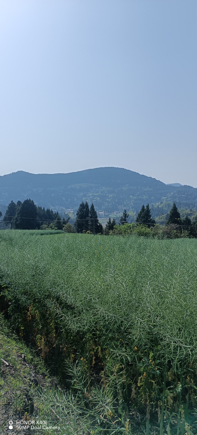 农村油菜籽、