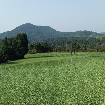 农村油菜籽、