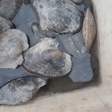 河蚌