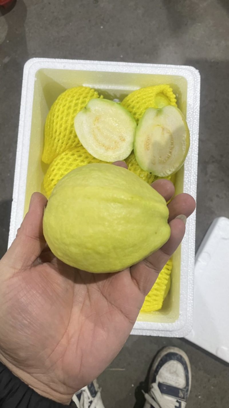 树熟芭乐