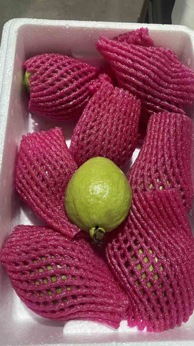 树熟芭乐