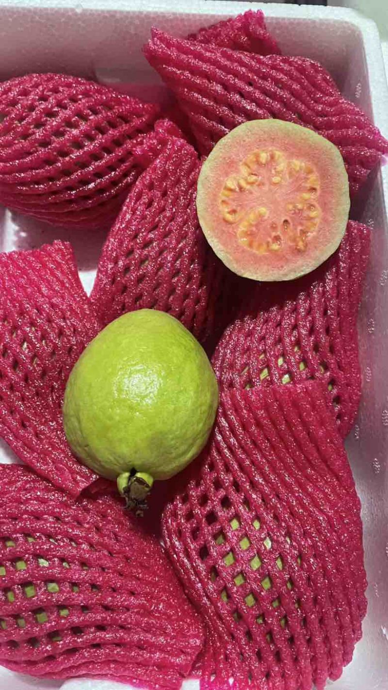 树熟芭乐