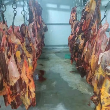 马肉