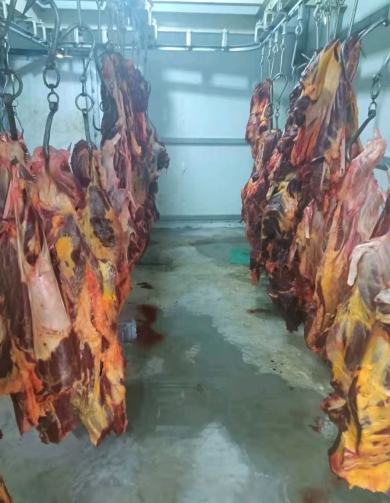 马肉