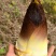 高山竹笋