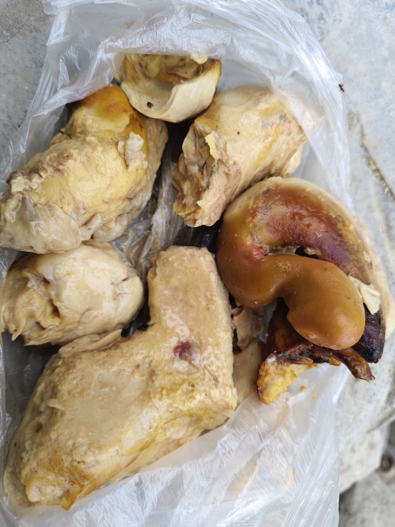 这是不是鸡宝