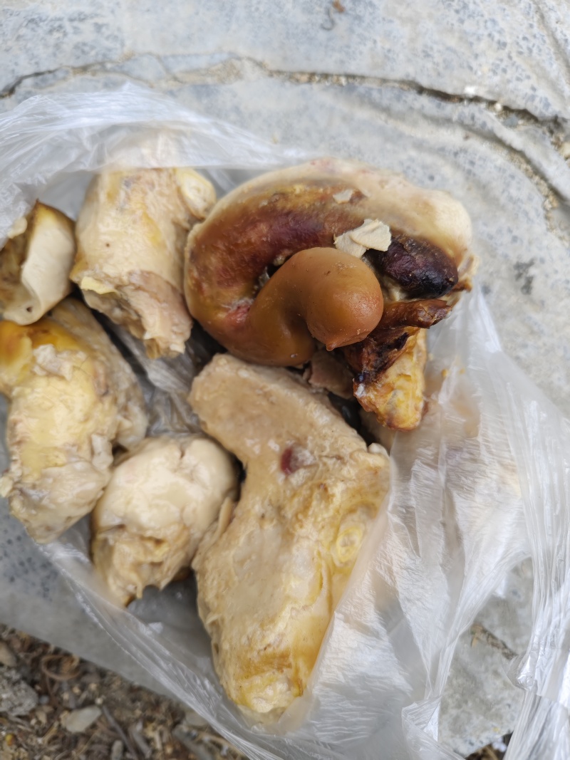 这是不是鸡宝