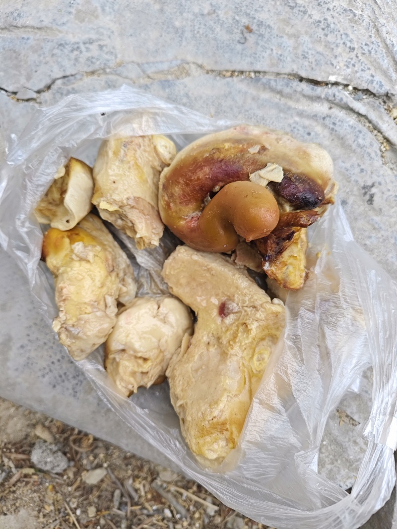这是不是鸡宝