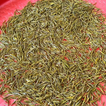 黄金芽，奶白茶家里面自己种植的量比较少，便宜售卖了便宜售卖了