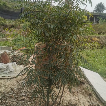 两年以上的茶树苗、有30一50公分高