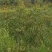 两年以上的茶树苗、有30一50公分高