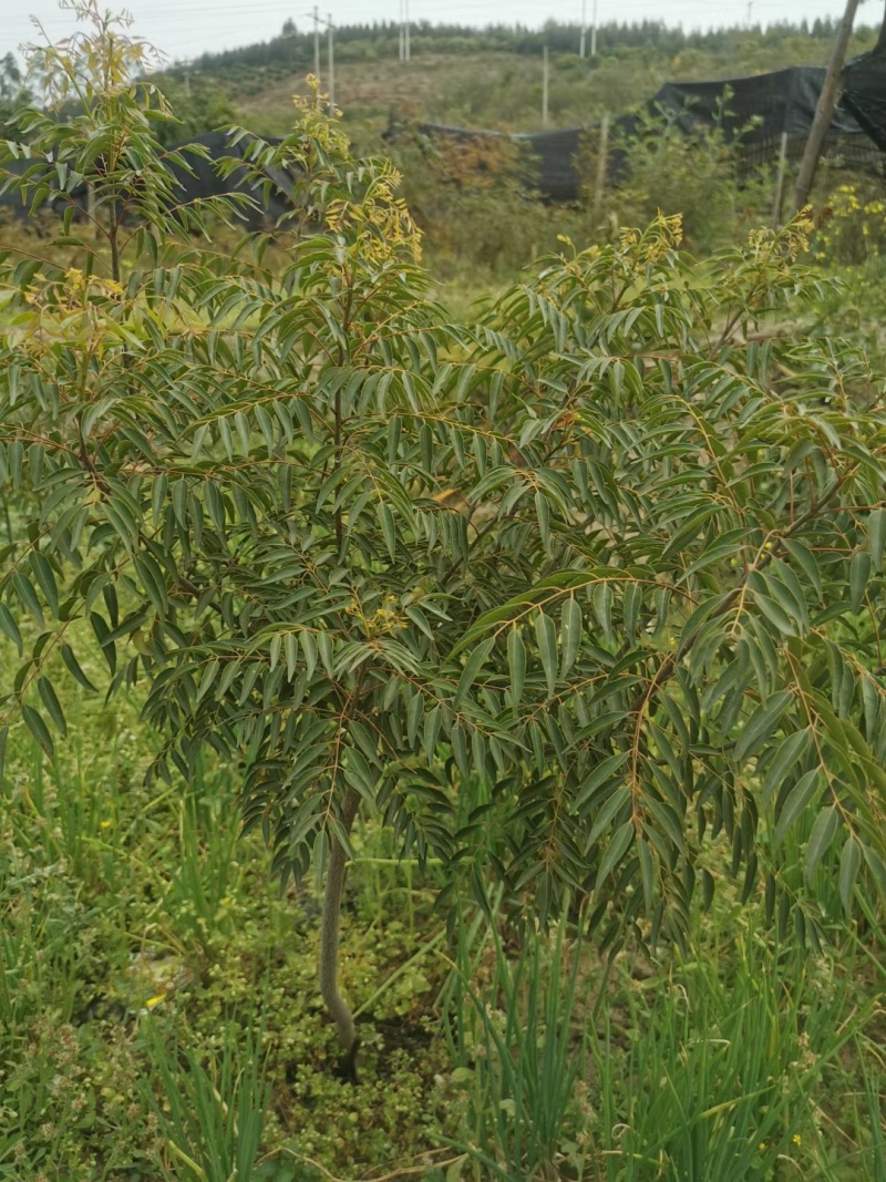 两年以上的茶树苗、有30一50公分高