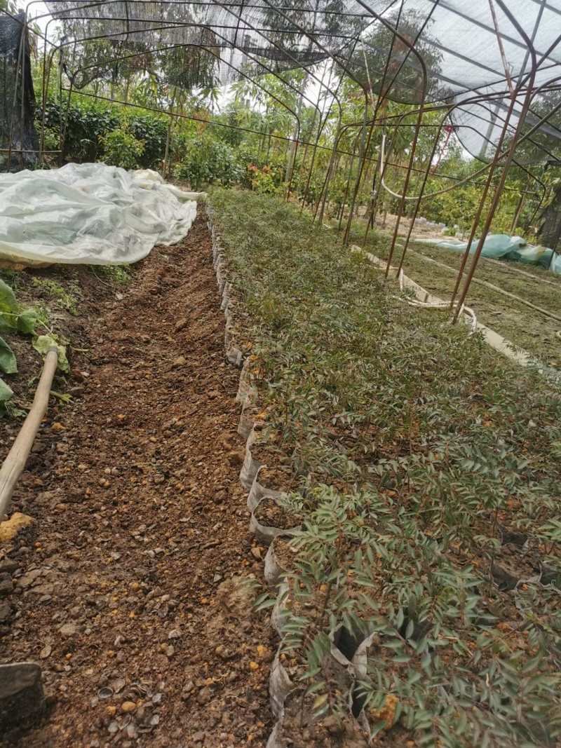 两年以上的茶树苗、有30一50公分高