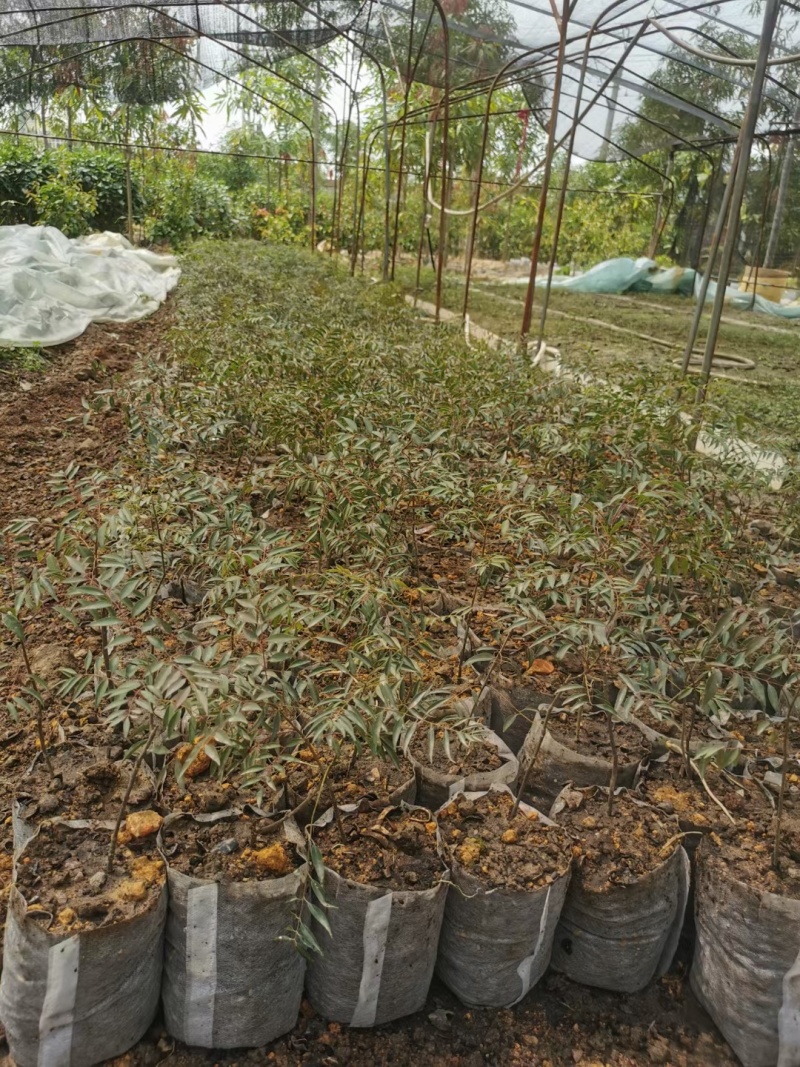 两年以上的茶树苗、有30一50公分高