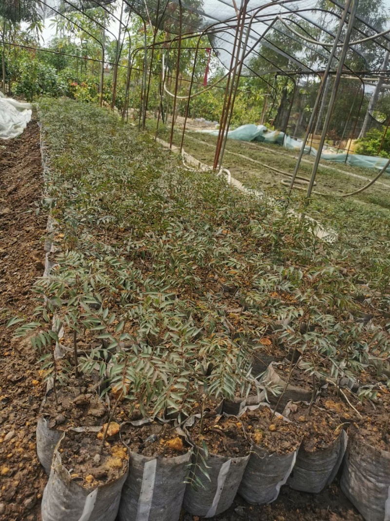 两年以上的茶树苗、有30一50公分高