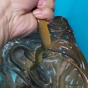 河南洛阳鳝鱼