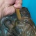 河南洛阳鳝鱼