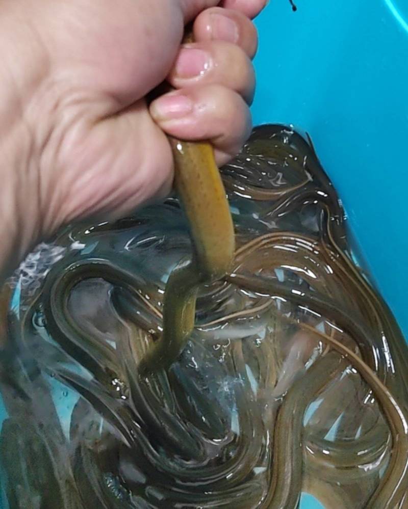 河南洛阳鳝鱼