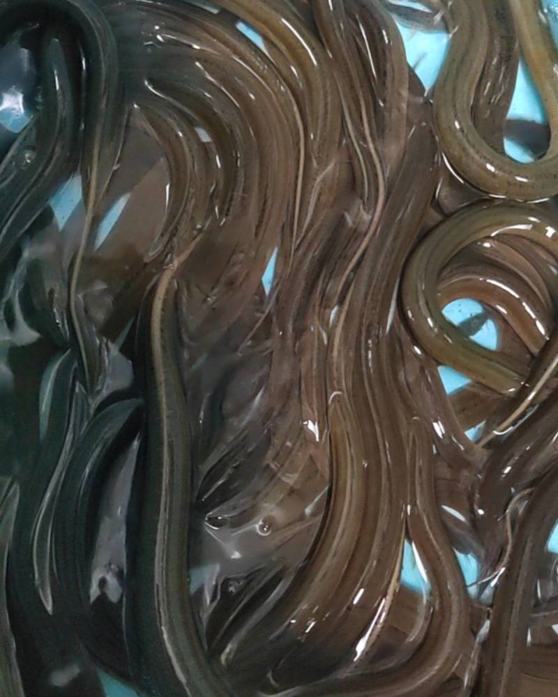 河南洛阳鳝鱼