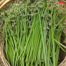 大凉山蕨菜
