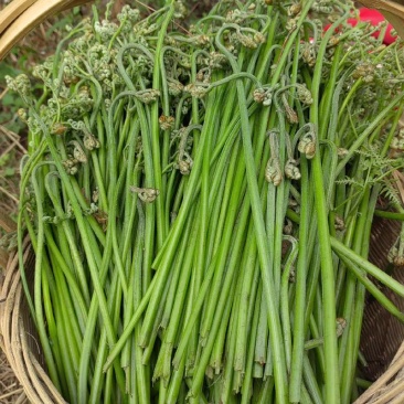 大凉山蕨菜