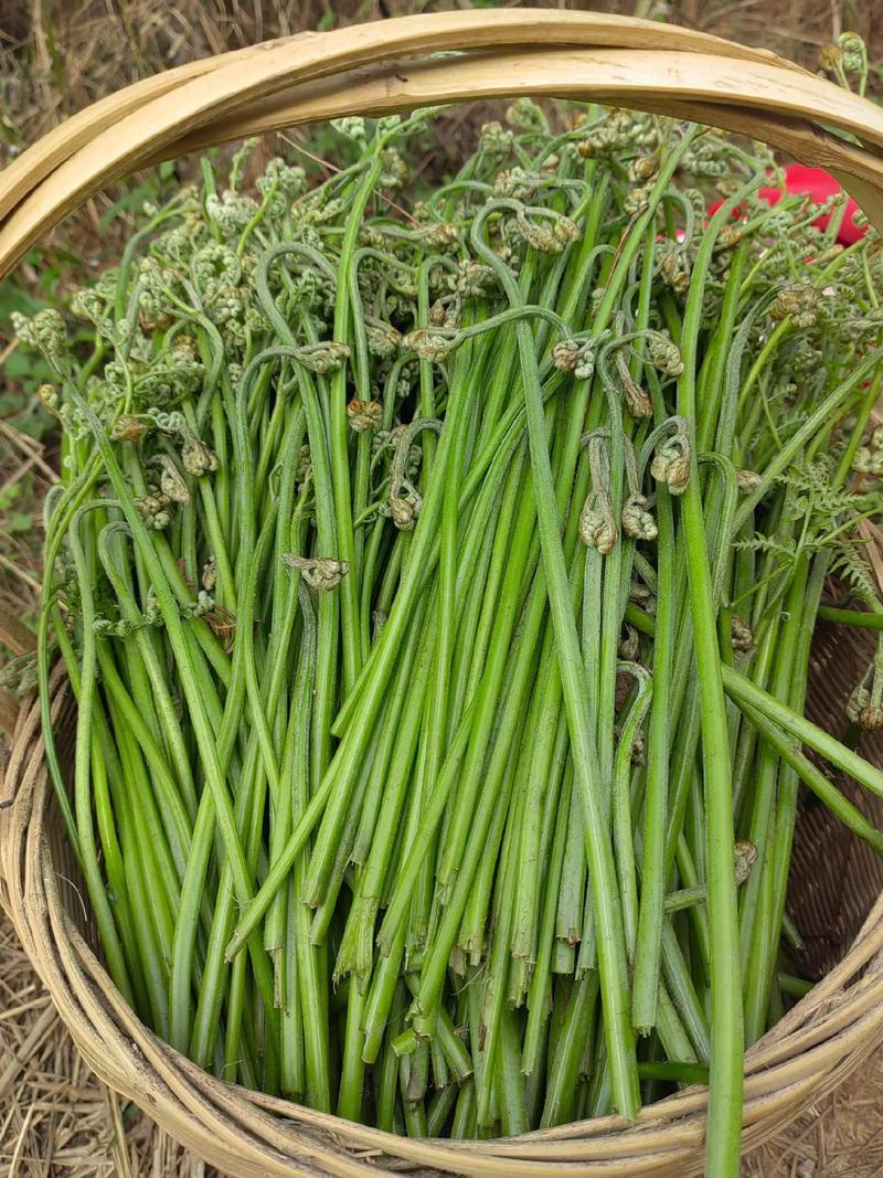 大凉山蕨菜