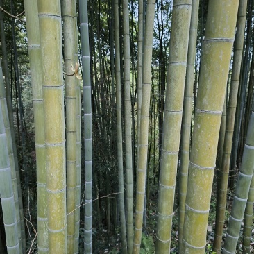 楠竹
