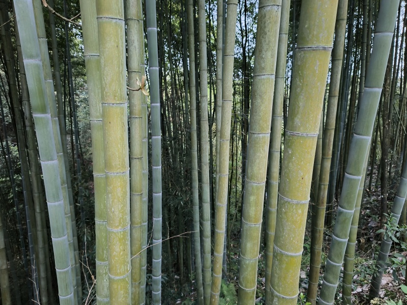 楠竹