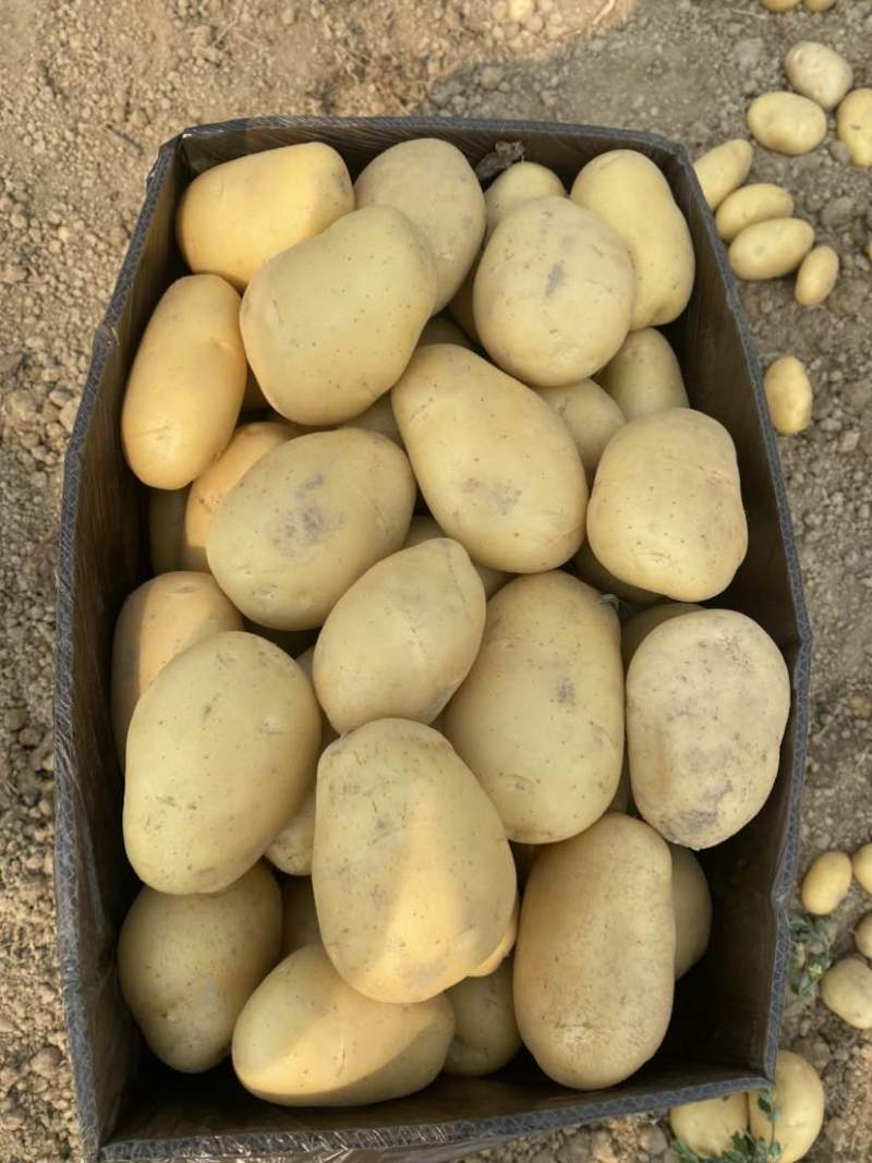黄皮黄心，装箱装袋