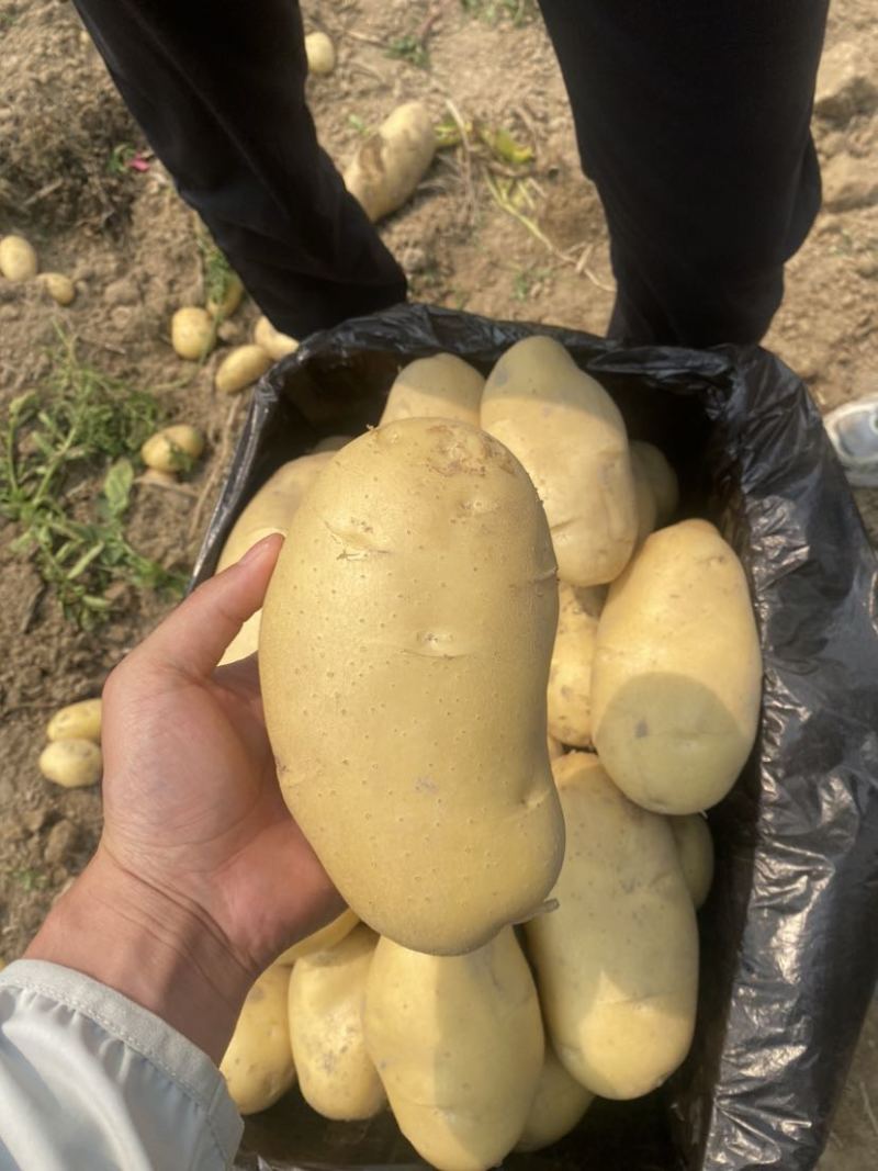 黄皮黄心，装箱装袋