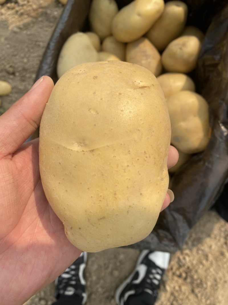 黄皮黄心，装箱装袋