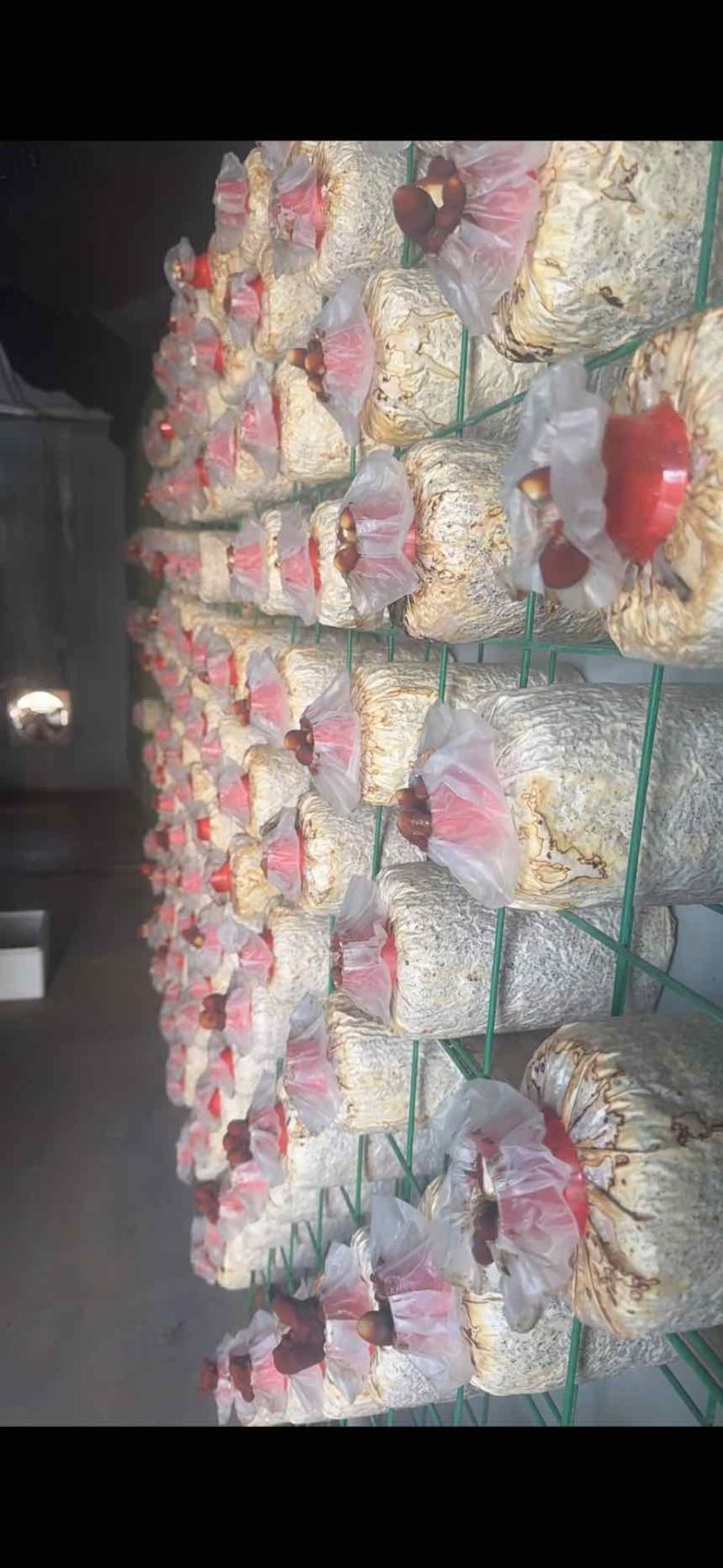 玛咖菌包金耳菌包