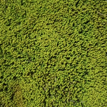 星星苔藓