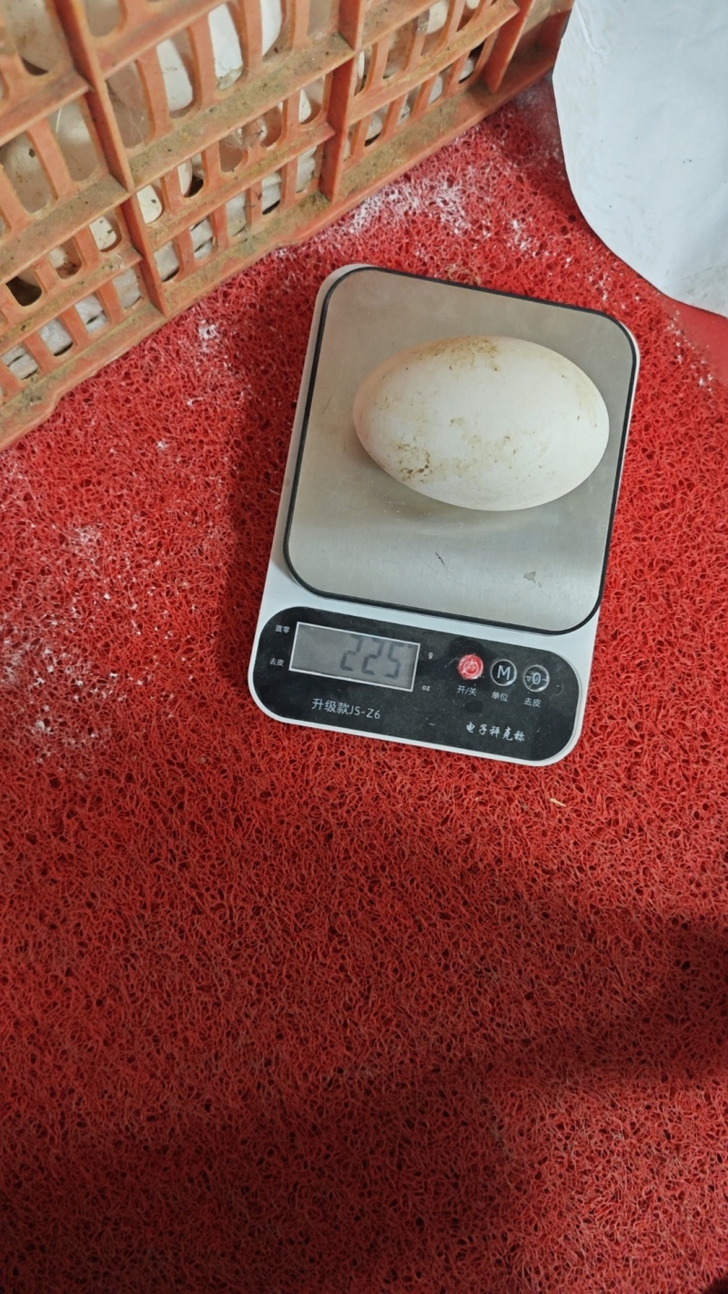 超大狮头鹅蛋