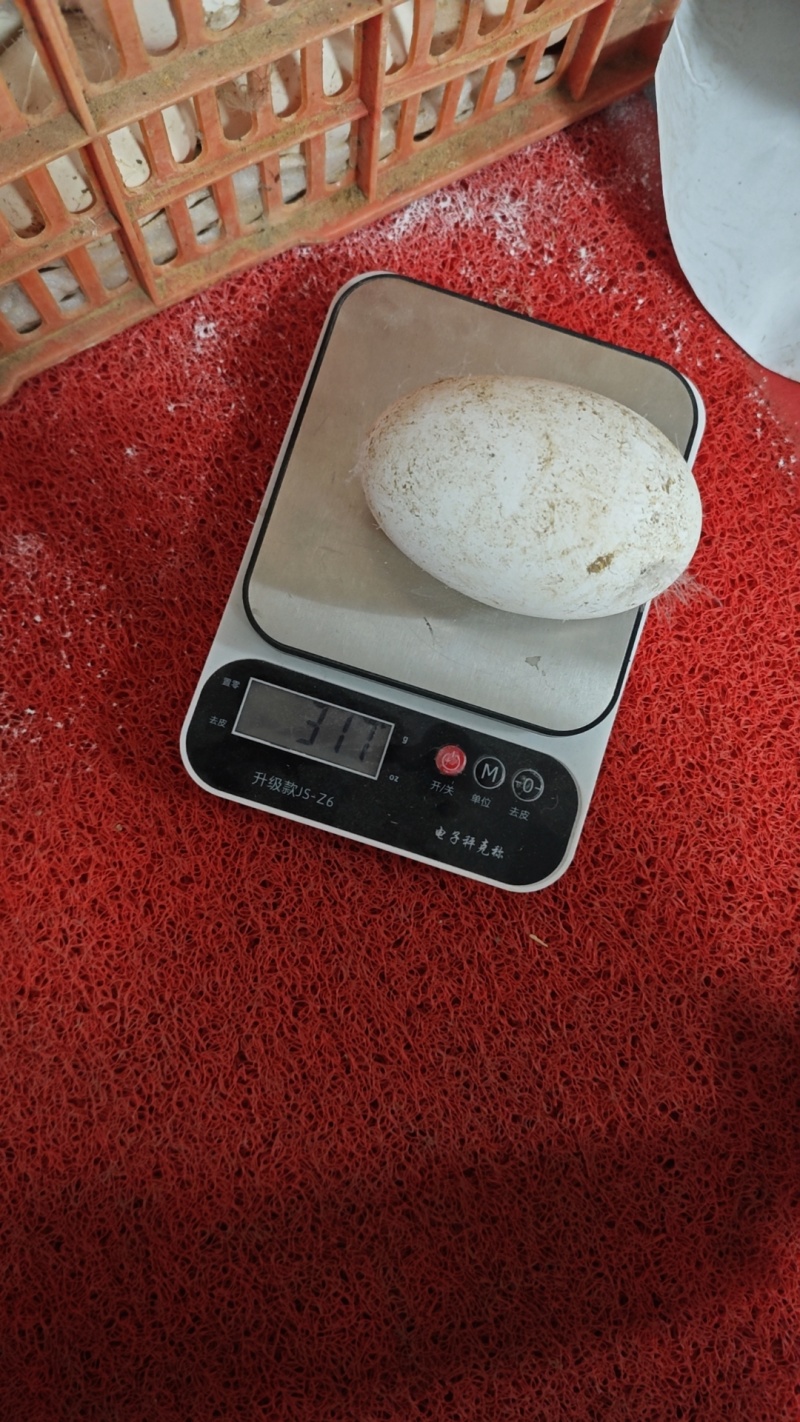 超大狮头鹅蛋