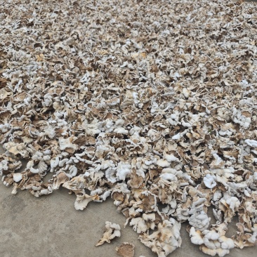 白参菌（干品）