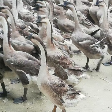 抛货400天老黑棕鹅全鹅19.5公斤7-8-9只装30