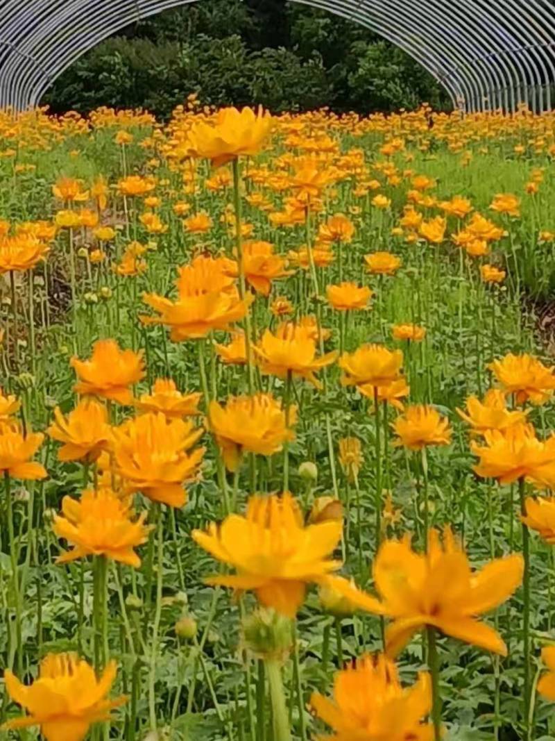金莲花三年苗