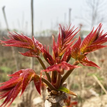 红油香椿