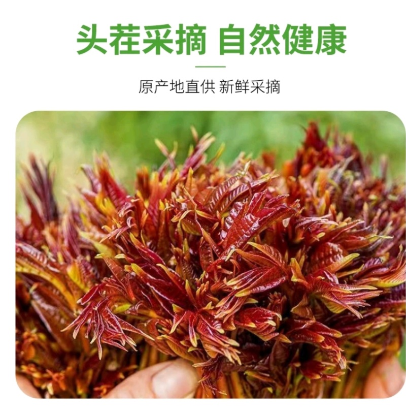 红油香椿