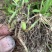 白芨二年驯化种苗1-3公分.适合露天移栽
