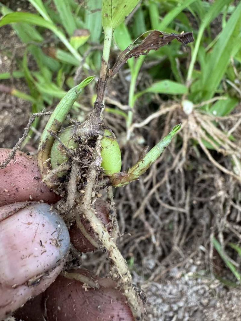 白芨二年驯化种苗1-3公分.适合露天移栽