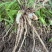 白芨二年驯化种苗1-3公分.适合露天移栽