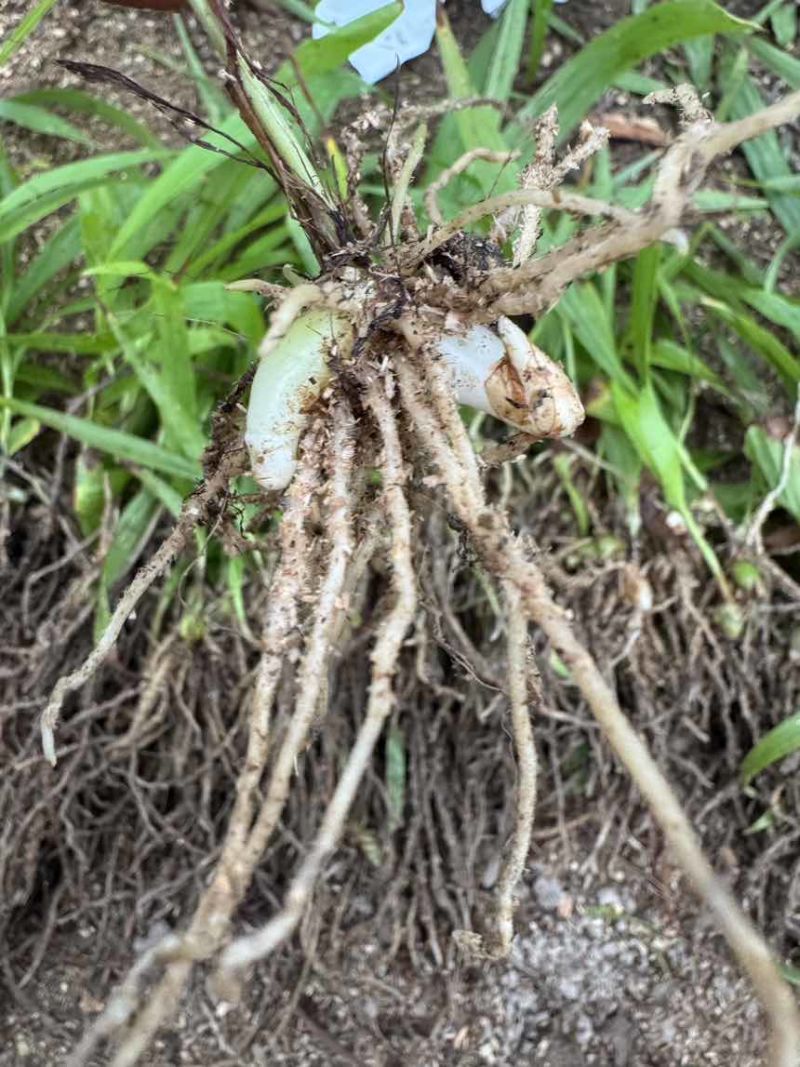 白芨二年驯化种苗1-3公分.适合露天移栽