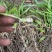 白芨二年驯化种苗1-3公分.适合露天移栽