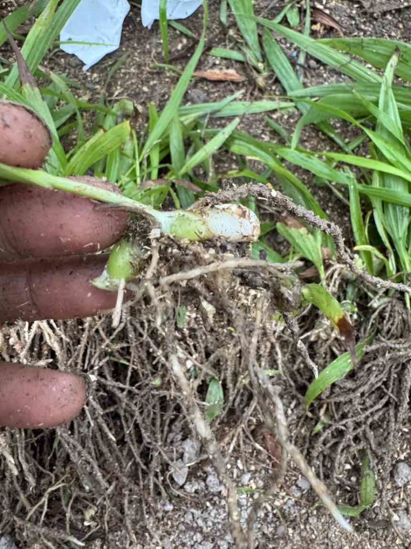白芨二年驯化种苗1-3公分.适合露天移栽