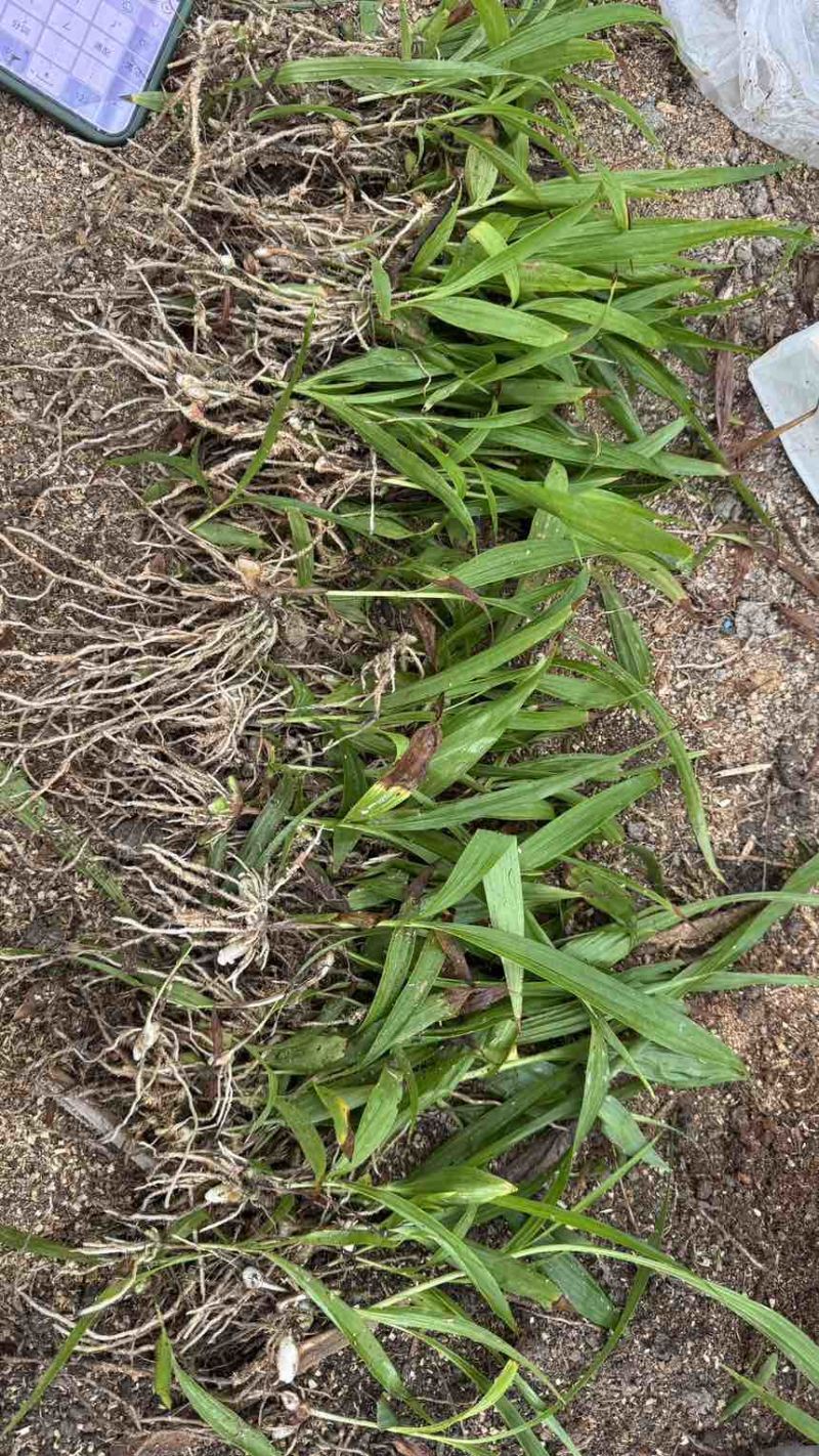 白芨二年驯化种苗1-3公分.适合露天移栽