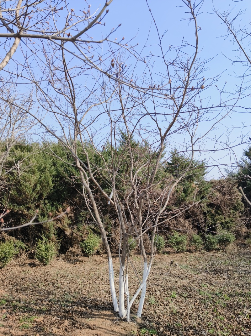 丛生九角枫