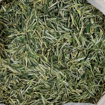 高山绿茶